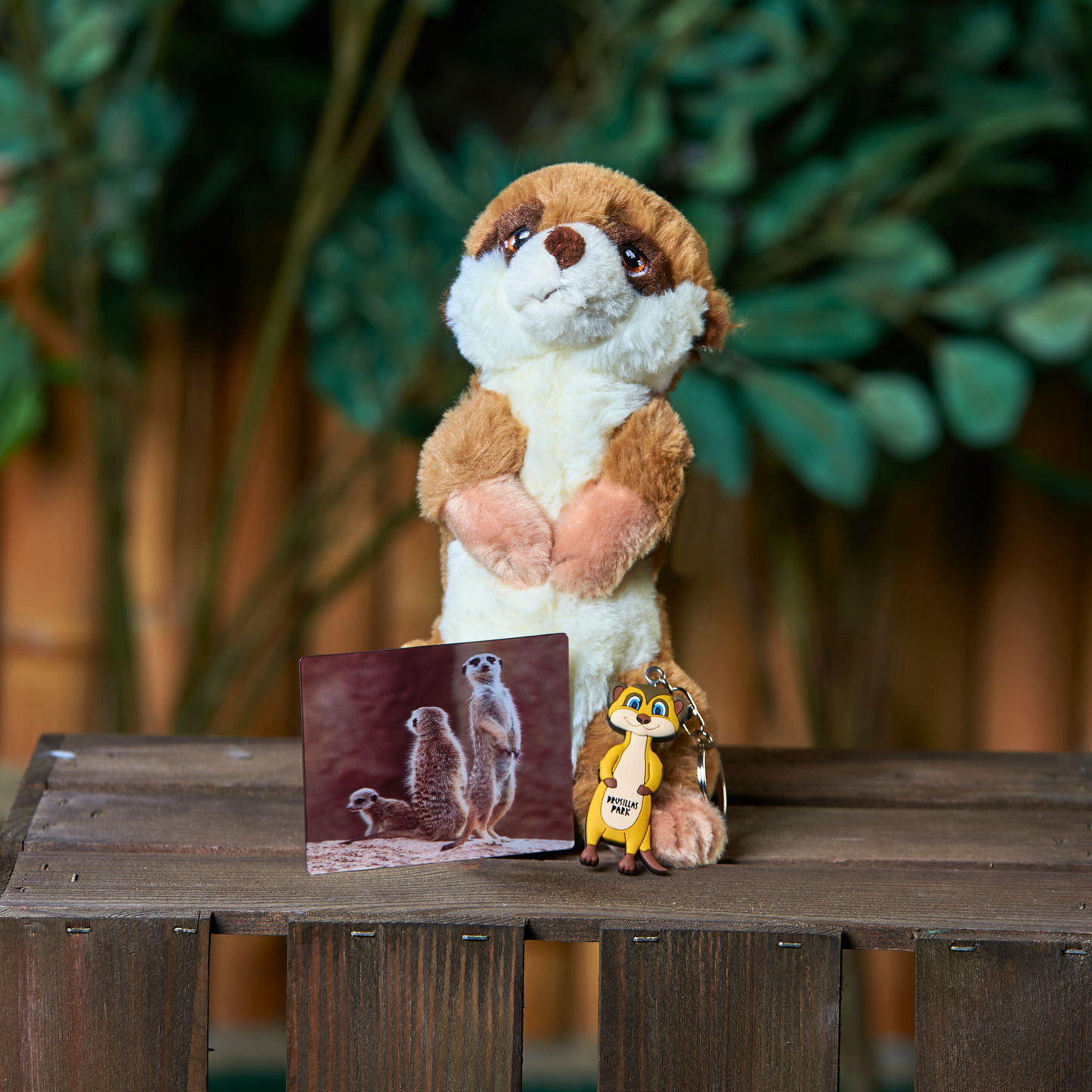 Magic Meerkat Bundle